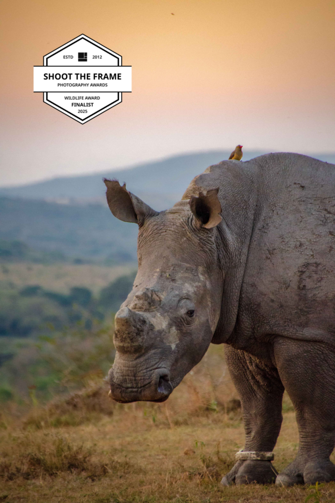 a rhino at dusk in KZN South Africa by Maxine Noel
